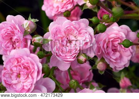A Mass Of Small Pink Double Flowers And Green Buds Of The Polyantha Rose The Fairy Or Feerie, Perle 