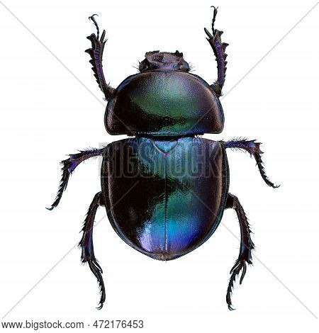 Scarab Beetles With Bright Metallic Colours On White Background
