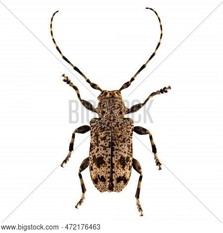 Aegomorphus Clavipes Or Flat-faced Longhorned Beetle On White Background