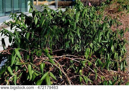 Evergreen Shrub, Climbing Plant, Does Not Shed Its Leaves, Honeysuckle Creeper With Abundant Branchi