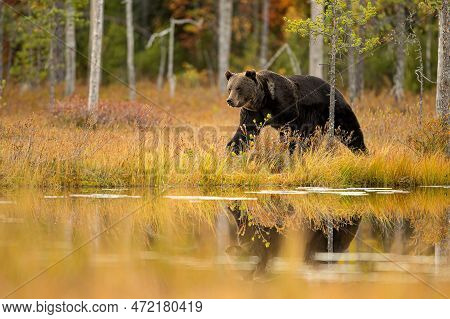 Wildlife In Finland. Bears, Wolverine And Birds.
