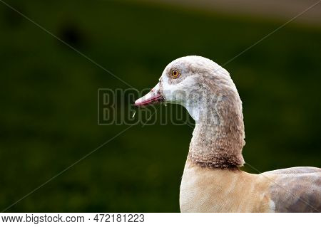Selective Blur On The Grey Head Of An Egyptian Goose Eating Grass In Rheingarten Park In Cologne, Ge