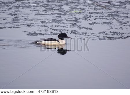 A Common Merganser Swimming In Water During Winter
