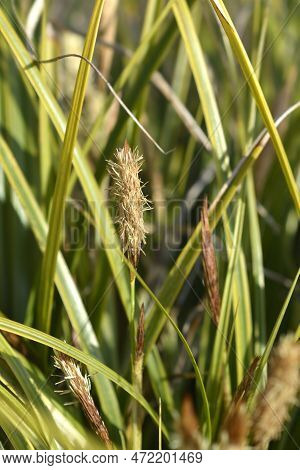 Japanese Sedge Everlime Flower And Leaves In The Winter