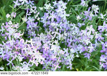 Mattiola Pink. Wild Orchid. The Concept Of Gardening, Gardening, Hobby, With Their Hands, Growing Fl