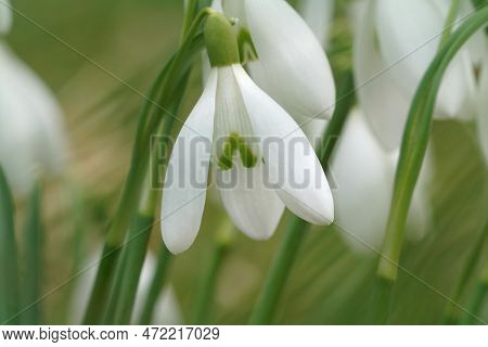 Closeup On One White Flower The Early Flowering Common Snowdrop, Galanthus Nivalis, In Hte Springtim