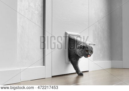 A British Gray Cat Walks Through A Cat Flap, Cat Hatch Installed In A Door, A Cat Door In An Apartme