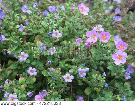 Ornamental Plant Bakopa (sutera Diffusus, Bacopa Diffusus) Blooms With Small Multicolored Flowers On