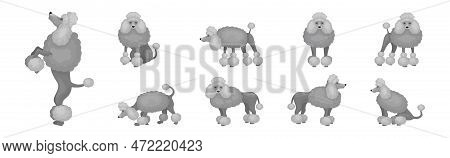 Poodle Or Pudel Dog Breed With Grey Curly Coat In Different Pose Vector Set