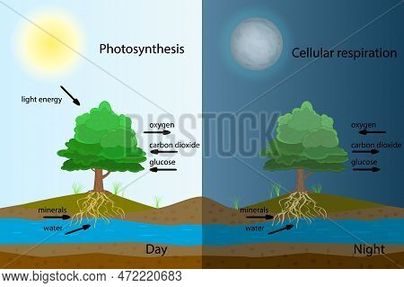 Photosynthesis Diagram. Process Of Plant Produce Oxygen. Photosynthesis Process Labelled. Science Ed