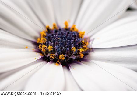 Maacro Shot Of Beautiful Daisy Stamens. Floral Background