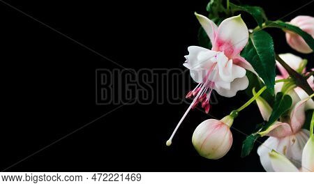 Close Up Of Beautiful Pink Fuchsie Flower