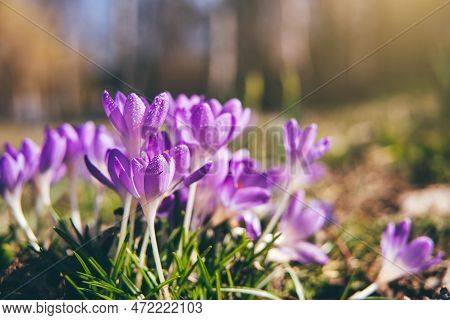 Early Wild Cocuses In March Under Sunset Rays In A Park. Nature Floral Background