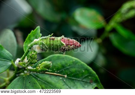 Aphids Infested Plant Of Hibiscus In The Garden. Aphids Are Sucking Pest Which Damages The Plant By 