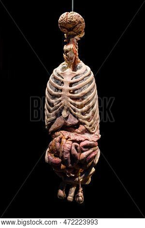 Moscow, Russia - May 05, 2021: Famous Anatomy Exhibition Body Worlds Where Plastinated Bodies Are Ex