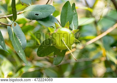 Fruit Of A Mangrove Apple Tree, Sonneratia Caseolaris