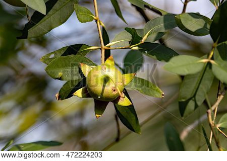 Fruit Of A Mangrove Apple, Sonneratia Caseolaris