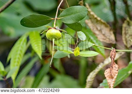 Fruit Of A Mangrove Apple, Sonneratia Caseolaris