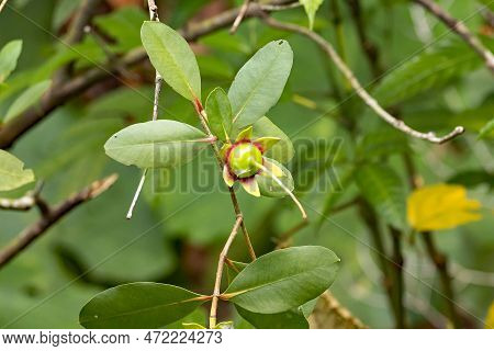 Fruit Of A Mangrove Apple, Sonneratia Caseolaris