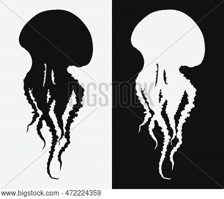 Hand Drawn Jellyfish Isolated Vector Illustration Set In Black And White. Medusa With Long Tentacles