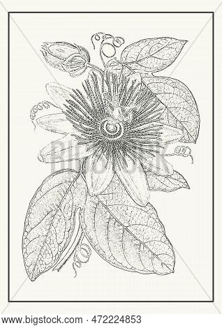 Scarlet Passion Flower Botanical Poster Illustration. Passiflora Incarnata In Monochrome Style. Desi