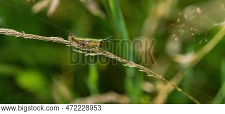 Grasshopper Insects Wildlife Fauna Saarland Ecology Enironment Summer Background