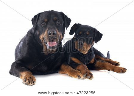 Rottweiler, cachorros y adultos