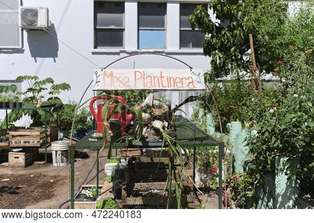 Buenos Aires, Argentina, Nov 4, 2022: Area Of Seedlings From An Urban Vegetable Garden Of The Uba Nu