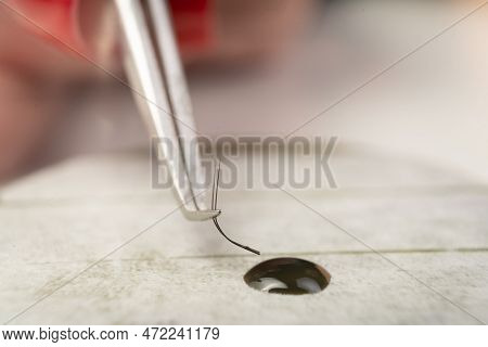Master Of Artificial Eyelashes Forms Bundle In Drop Glue With Tweezers 2d. Eyelash Extensions Work W