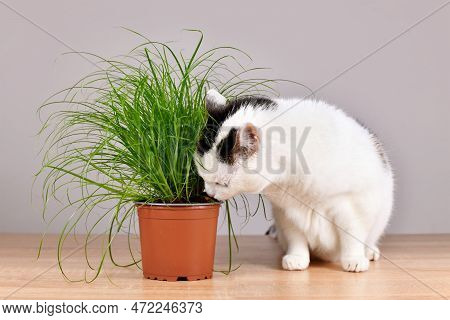 Cat Next To Potted Grass 'cyperus Zumula' Used For Cats To Help Them Throw Up Hair Balls