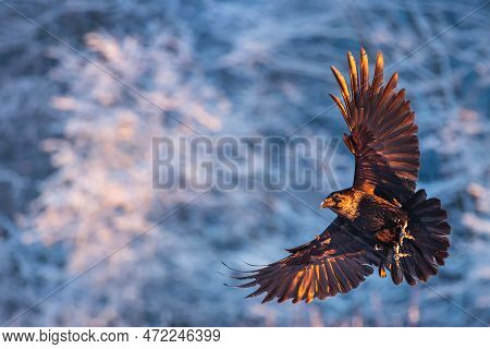 Flying Black Raven Bird (corvus Corax) With Open Wings And Snow Flakes Bokeh, Wildlife In Nature