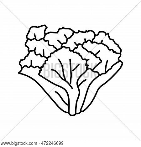 Escarole Salad Food Line Icon Vector. Escarole Salad Food Sign. Isolated Contour Symbol Black Illust
