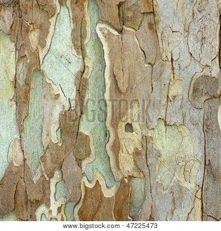 Getextureerde schors van een Sycamore