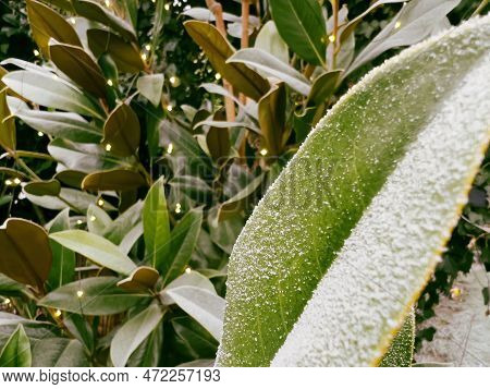 Covered With Frost In A Cold Winter Day Laurel Tree With Guirlande Winter Lights In Background