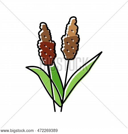 Sorghum Plant Food Color Icon Vector. Sorghum Plant Food Sign. Isolated Symbol Illustration