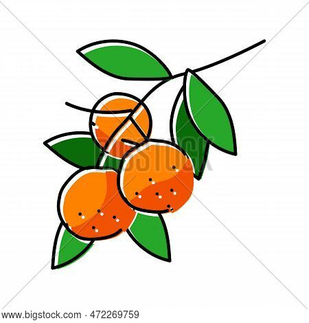 Branch Mandarin Orange Color Icon Vector. Branch Mandarin Orange Sign. Isolated Symbol Illustration