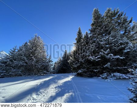 Excellently Arranged And Cleaned Winter Trails For Walking, Hiking, Sports And Recreation In The Are