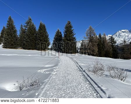 Excellently Arranged And Cleaned Winter Trails For Walking, Hiking, Sports And Recreation In The Are