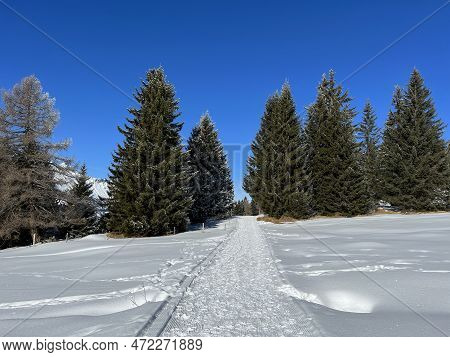 Excellently Arranged And Cleaned Winter Trails For Walking, Hiking, Sports And Recreation In The Are