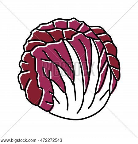 Radicchio Salad Food Color Icon Vector. Radicchio Salad Food Sign. Isolated Symbol Illustration