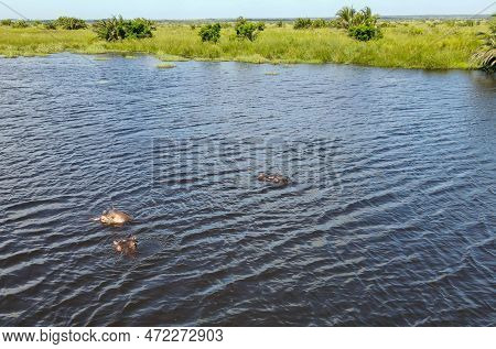 Drone View At Hippopotamus On Isimangaliso Wetland Park, South Africa