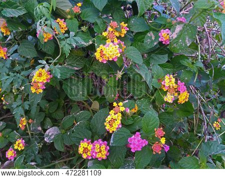 Pink Yellow Colored Lantana Camara Flowers In Village Nature. Lantana Blossom Medicinal Herbs Plant.