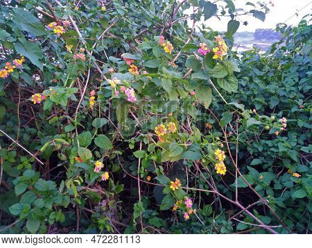 Pink Yellow Colored Lantana Camara Flowers In Village Nature. Lantana Blossom Medicinal Herbs Plant.