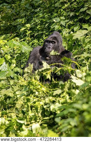 Adult Mountain Gorilla, Gorilla Beringei Beringei, Grazing The Lush Shrubs Of The Bwindi Impenetrabl