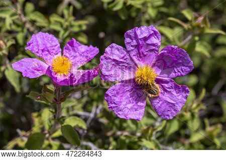 A Useful, Fragrant Shrub (cistus Creticus, Cistus Incanus) With Pink Flowers And Beetle (tropinota H