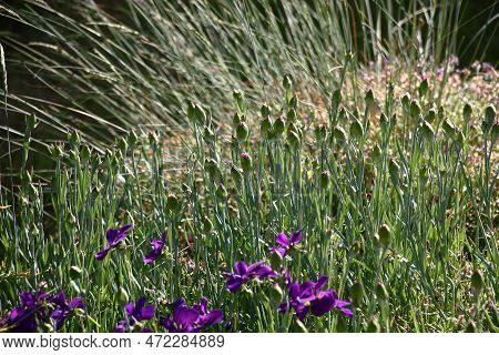 Fragment Of A Flower Bed Of The Beginning Of Summer. A Carnation Before Blossoming All In Buds. In T