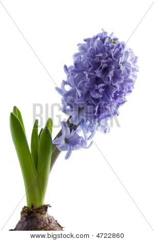 Hyacint izolované