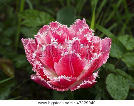 Fringed Tulip