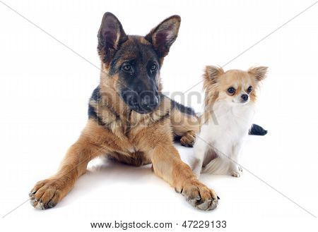 Schäferhund Welpen und Chihuahua