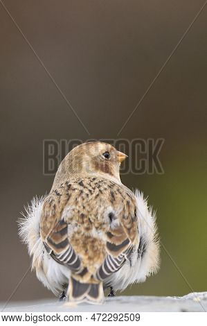 Snow Bunting (plectrophenax Nivalis) In Winter In The Highlands Of Scotland, United Kingdom.